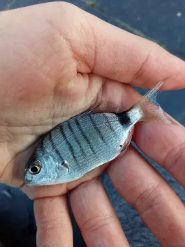 White seabream — Kataluñapuigdemont / Wikimedia Commons / CC BY-SA 4.0