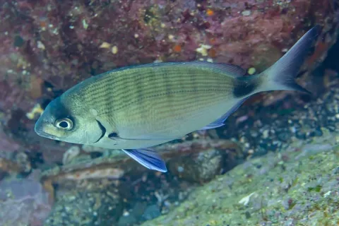 White seabream — Diego Delso / Wikimedia Commons / CC BY-SA 4.0
