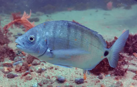 White seabream — Diego Delso / Wikimedia Commons / CC BY-SA 4.0