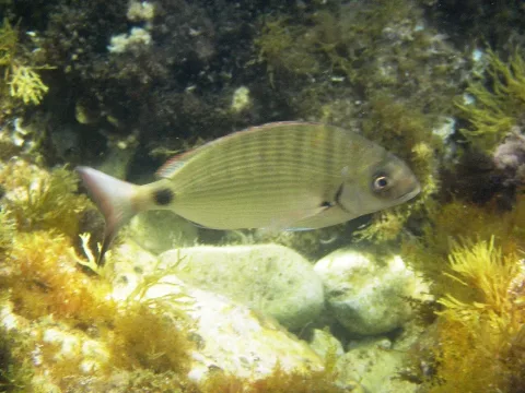 White seabream — tato grasso / Wikimedia Commons / CC BY-SA 3.0