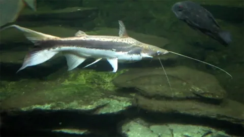 Duckbill catfish — Sitron / Wikimedia Commons / CC BY-SA 3.0