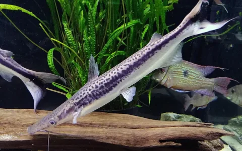 Duckbill catfish — Chrumps / Wikimedia Commons / CC BY-SA 4.0