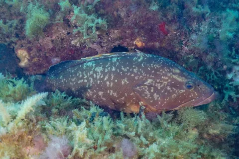 Dusky grouper — Diego Delso / Wikimedia Commons / CC BY-SA 4.0