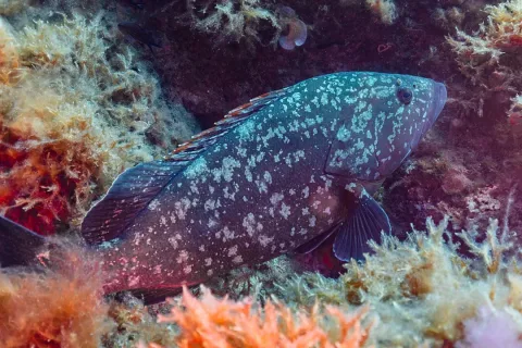 Dusky grouper — Diego Delso / Wikimedia Commons / CC BY-SA 4.0