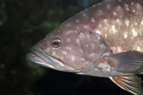 Dusky grouper — H. Zell / Wikimedia Commons / CC BY-SA 3.0