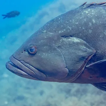 Dusky grouper — Diego Delso / Wikimedia Commons / CC BY-SA 4.0