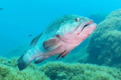 Dusky grouper — Diego Delso / Wikimedia Commons / CC BY-SA 4.0