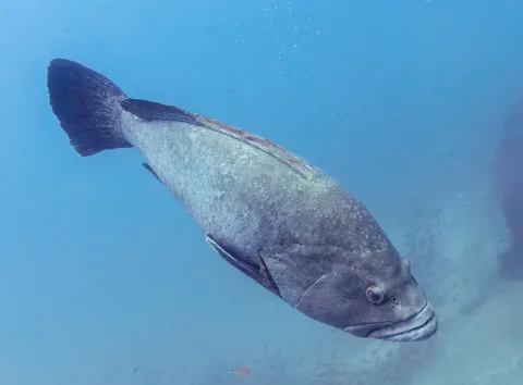 Dusky grouper — Diego Delso / Wikimedia Commons / CC BY-SA 4.0