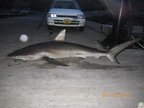 Dusky shark — M. Scott / Wikimedia Commons / CC BY 4.0