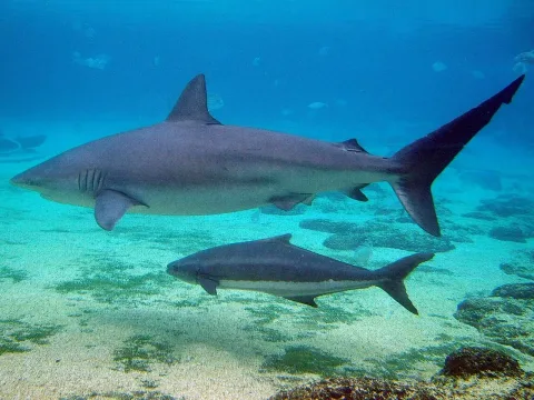 Dusky shark — Happy Little Nomad from Everywhere, Anywhere / Wikimedia Commons / CC BY-SA 2.0