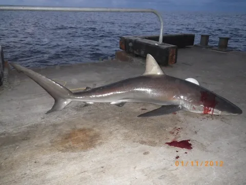Dusky shark — M. Scott / Wikimedia Commons / CC BY 4.0