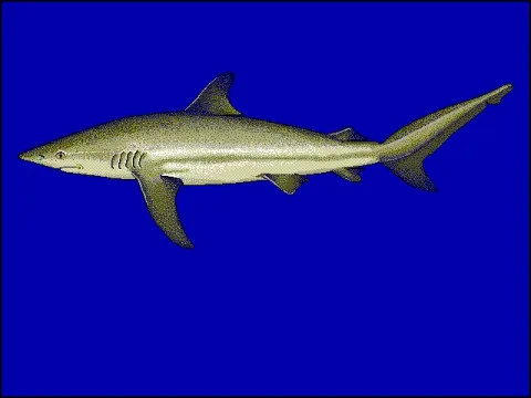 Dusky shark — Wikimedia Commons / Public domain