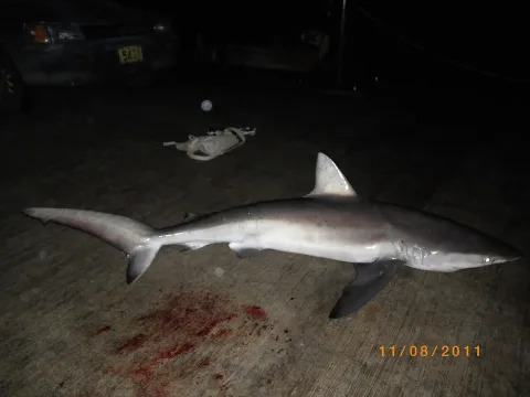 Dusky shark — M. Scott; C. Duffy / Wikimedia Commons / CC BY 4.0