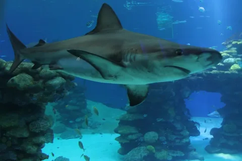 Dusky shark — אליעד מלין / Wikimedia Commons / CC BY-SA 4.0