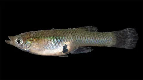 Eastern mosquitofish — Smithsonian Environmental Research Center / Wikimedia Commons / CC BY 2.0
