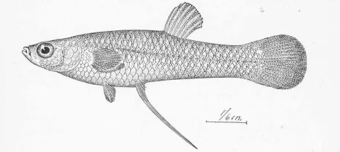 Eastern mosquitofish — William P. Seal / Wikimedia Commons / Public domain