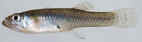 Eastern mosquitofish — Smithsonian Environmental Research Center / Wikimedia Commons / CC BY 2.0