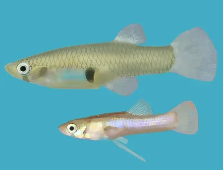 Eastern mosquitofish — Osado / Wikimedia Commons / CC BY-SA 3.0