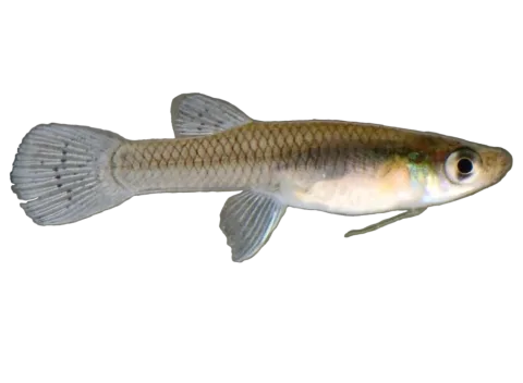 Eastern mosquitofish — Original: JeffreyGammon (Derivative work: Ellicrum) / Wikimedia Commons / CC BY-SA 4.0