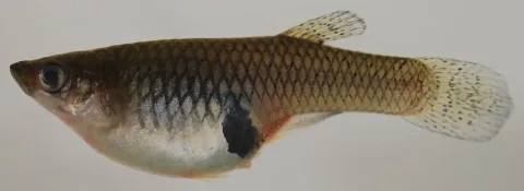 Eastern mosquitofish — Smithsonian Environmental Research Center / Wikimedia Commons / CC BY 2.0