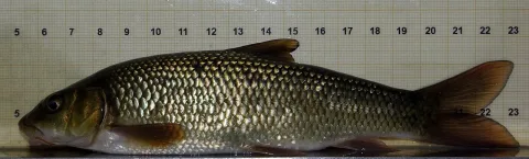 Ebro barbel — David Perez / Wikimedia Commons / CC BY 3.0