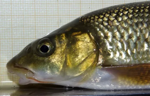 Ebro barbel — David Perez / Wikimedia Commons / CC BY 3.0