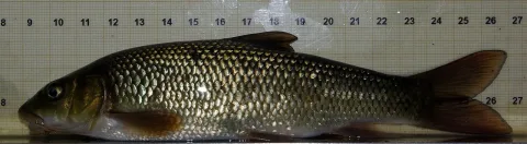 Ebro barbel — David Perez / Wikimedia Commons / CC BY 3.0