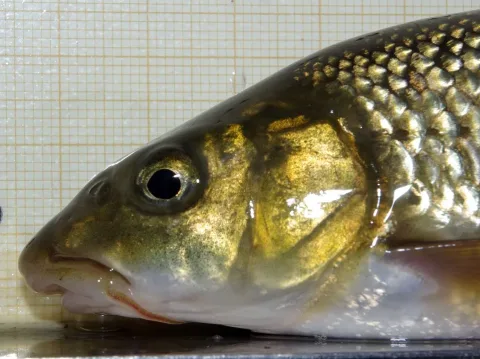 Ebro barbel — David Perez / Wikimedia Commons / CC BY 3.0