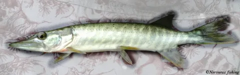 Northern pike — Nervurax Fishing / Wikimedia Commons / CC0