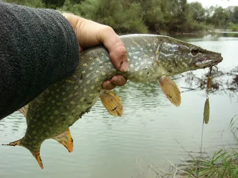 Northern pike — Spinsta / Wikimedia Commons / Public domain