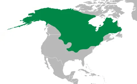 Northern pike — derivative work: IvanTortuga (talk)
BlankAmericas.png: FB / Wikimedia Commons / Public domain