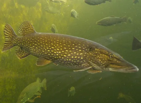 Northern pike — Georg Mittenecker / Wikimedia Commons / CC BY-SA 2.5