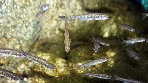 Eurasian minnow — Karelj / Wikimedia Commons / Public domain