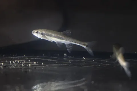 Eurasian minnow — Pmau / Wikimedia Commons / CC BY-SA 4.0