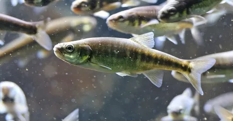Eurasian minnow — Clément Bardot / Wikimedia Commons / CC BY-SA 4.0