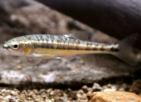 Eurasian minnow — Adrien Pinot / Wikimedia Commons / CC BY-SA 3.0