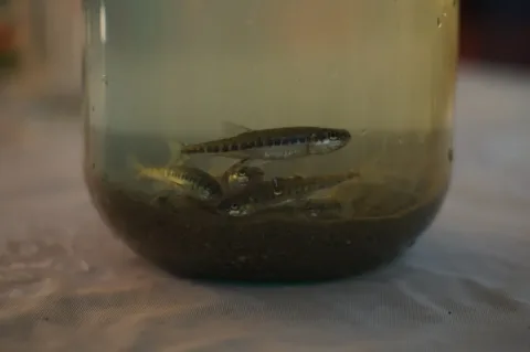 Eurasian minnow — Sally-rat / Wikimedia Commons / CC BY-SA 3.0
