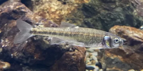 Eurasian minnow — Totti / Wikimedia Commons / CC BY-SA 4.0