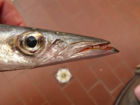 European barracuda — Etrusko25 / Wikimedia Commons / CC BY-SA 3.0