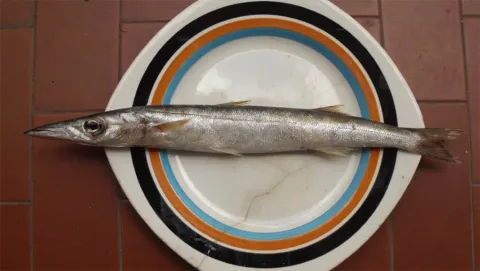 European barracuda — Etrusko25 / Wikimedia Commons / CC BY-SA 3.0