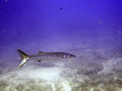 European barracuda — Víctor Cebollada / Wikimedia Commons / CC BY-SA 4.0
