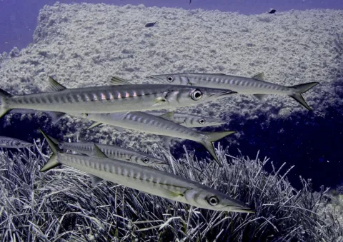 European barracuda — Lars Behnke / Wikimedia Commons / CC BY 2.0