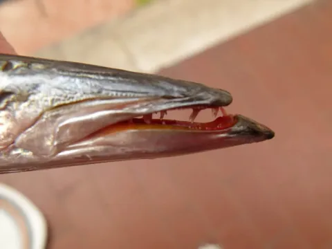 European barracuda — Etrusko25 / Wikimedia Commons / CC BY-SA 3.0
