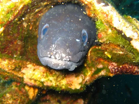 European conger — West Brom 4ever / Wikimedia Commons / Public domain