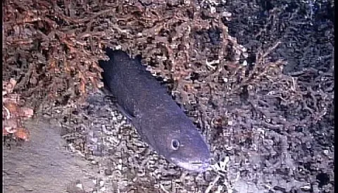 European conger — Wikimedia Commons / Public domain
