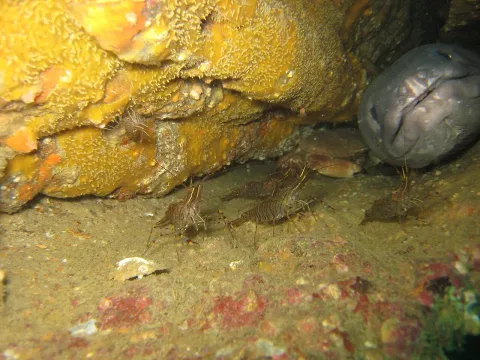 European conger — This photo has been taken by Matthieu Sontag (User:Mirgolth) and released under the licenses stated below. You are free / Wikimedia Commons / CC BY 3.0