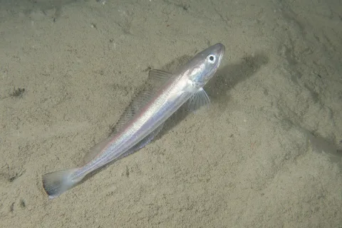 European hake — Julien Renoult / Wikimedia Commons / CC BY 4.0