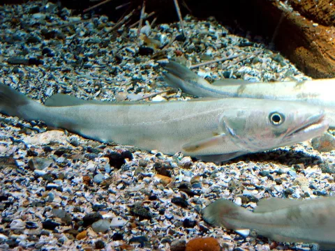 European hake — Fernando Losada Rodríguez / Wikimedia Commons / CC BY-SA 4.0