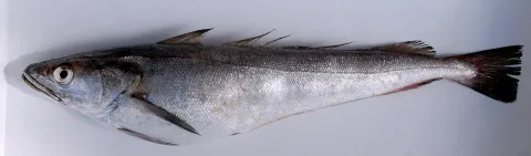 European hake — Isabelle Cheret, Capucine Mellon, null / Wikimedia Commons / CC BY 4.0