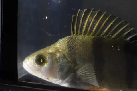 European perch — Pmau / Wikimedia Commons / CC BY-SA 4.0